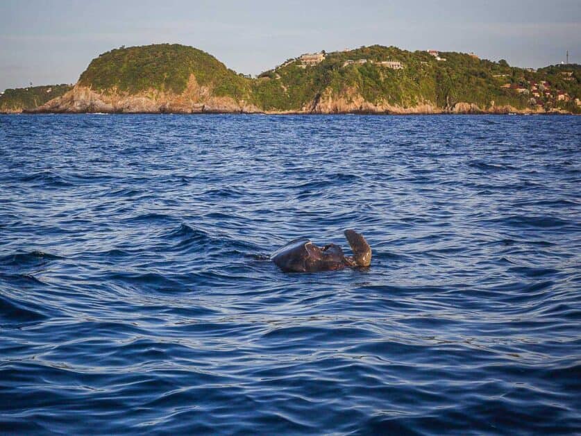 dolphin zipolite