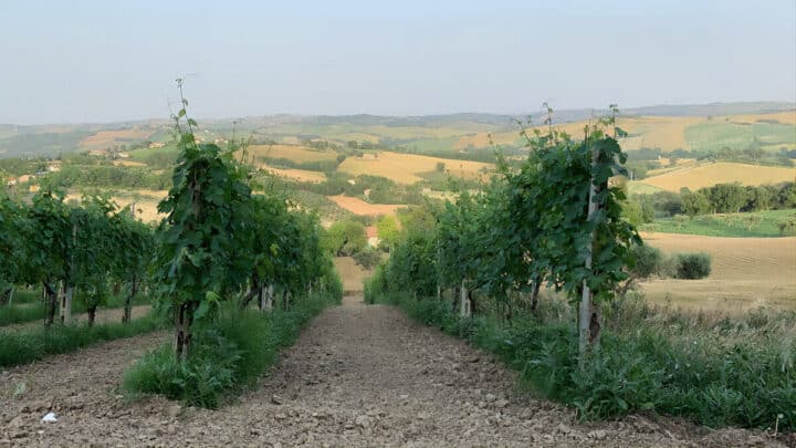 Vineyard Le Marche
