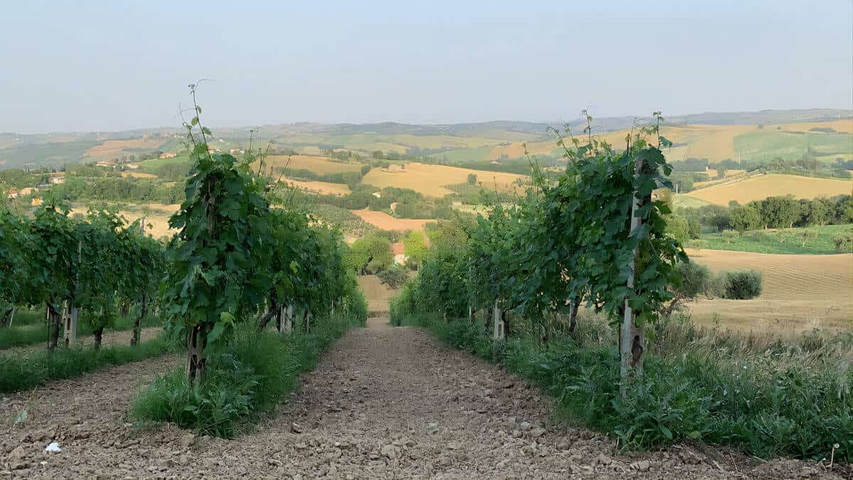Vineyard Le Marche