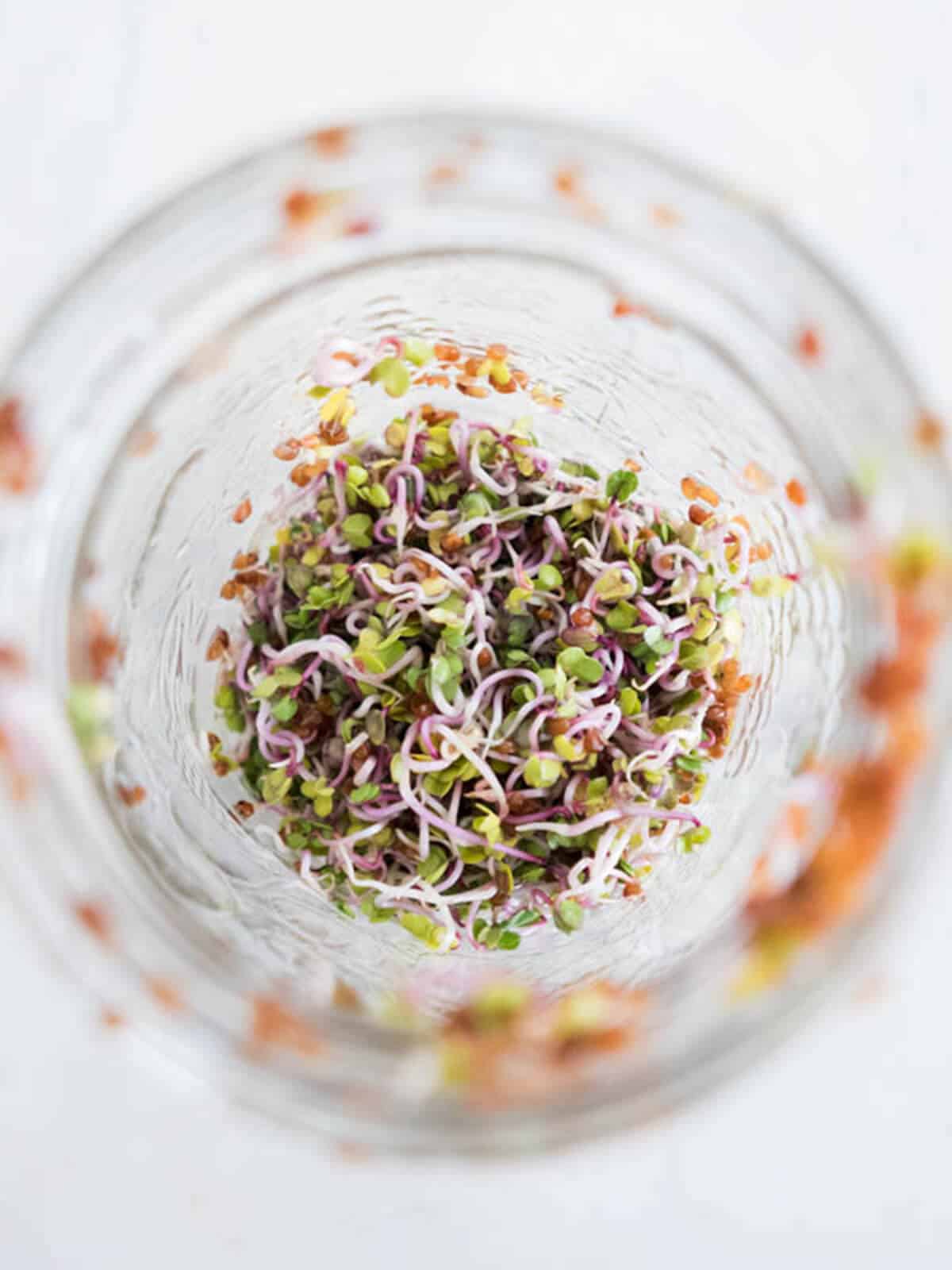 alfalfa sprouts