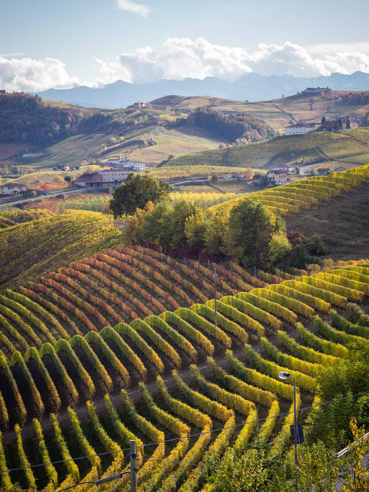 wineyards barolo piedmont region italy