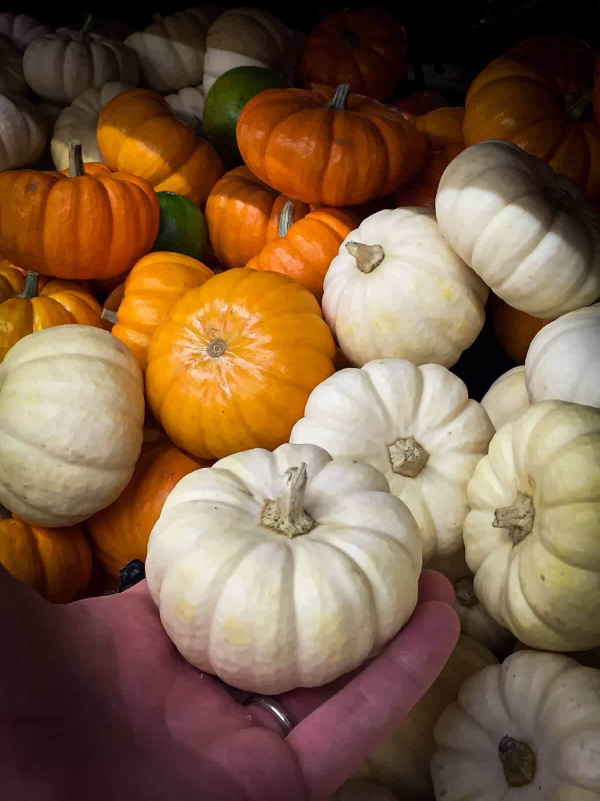 winter squash