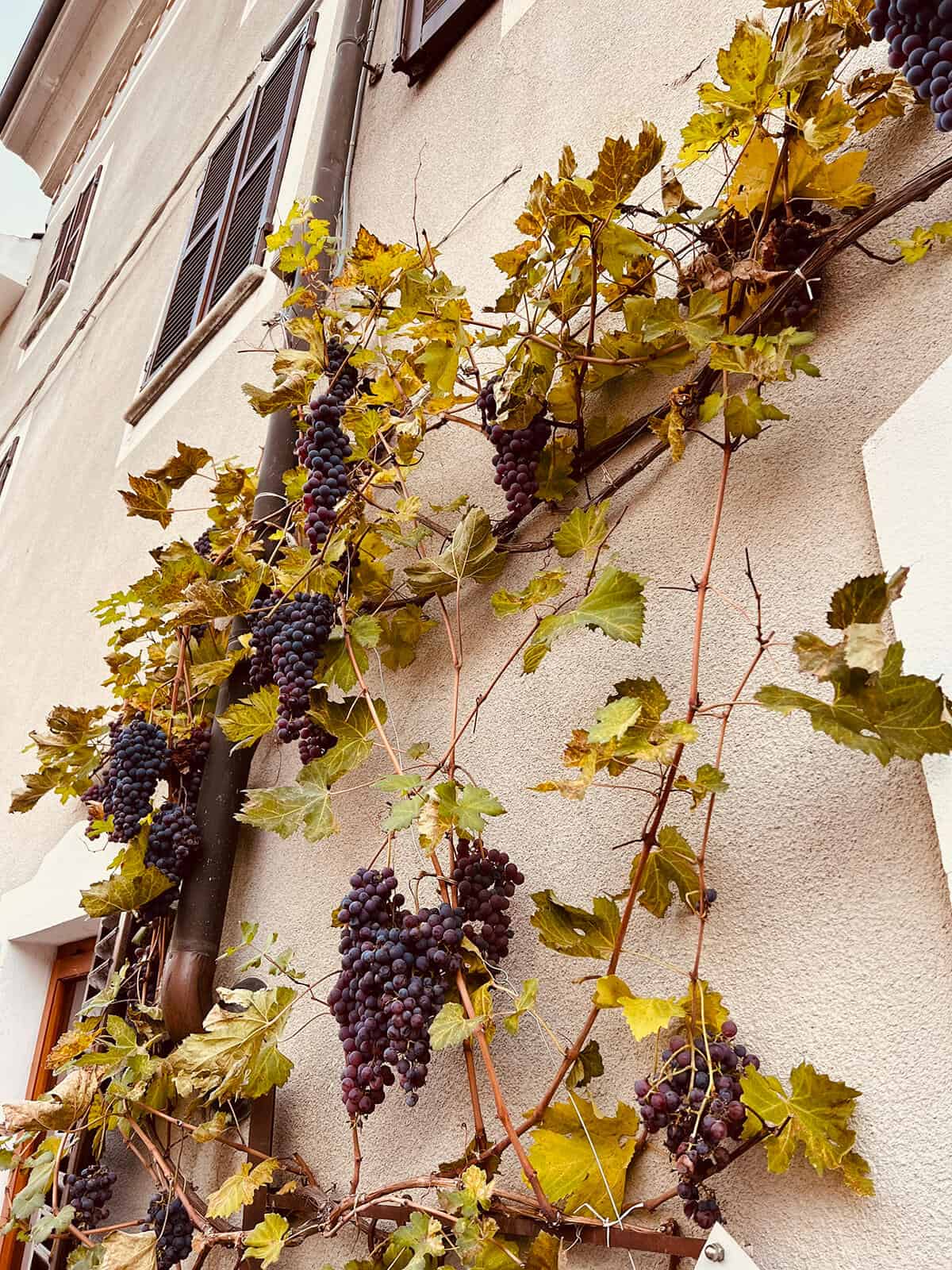hanging grapes outside of a restaurant in piedmont region italy
