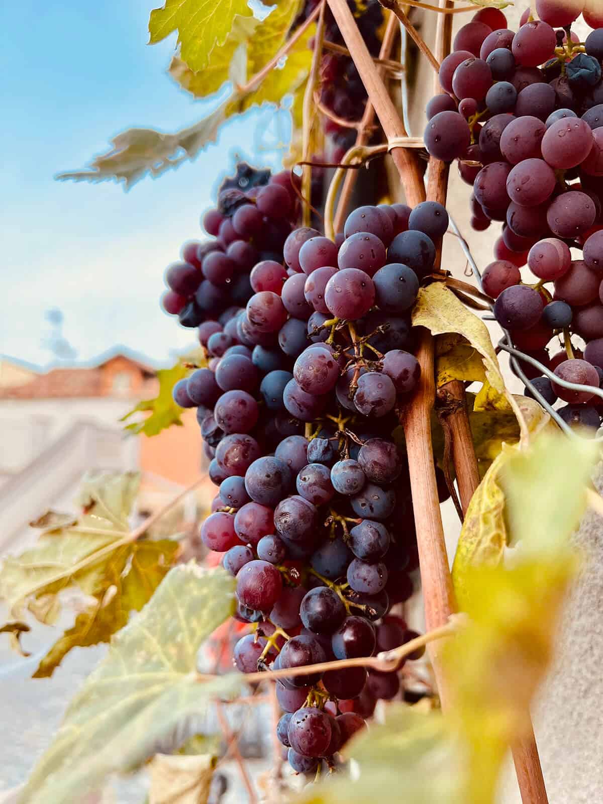 hanging grapes in piedmont