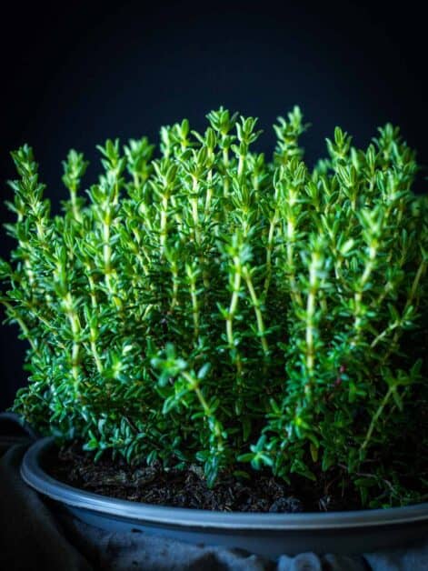 Fresh Thyme plant