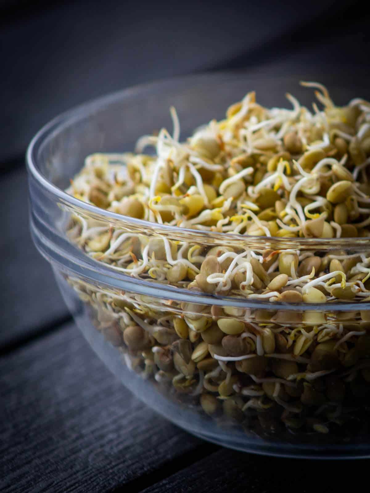 Germinados de Lentejas, Cómo germinarlos y recetas saludables