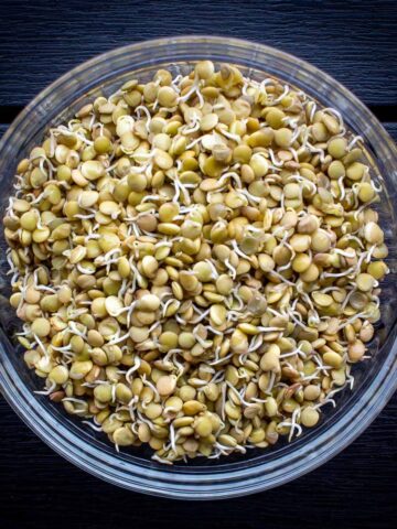 sprouted lentils featured