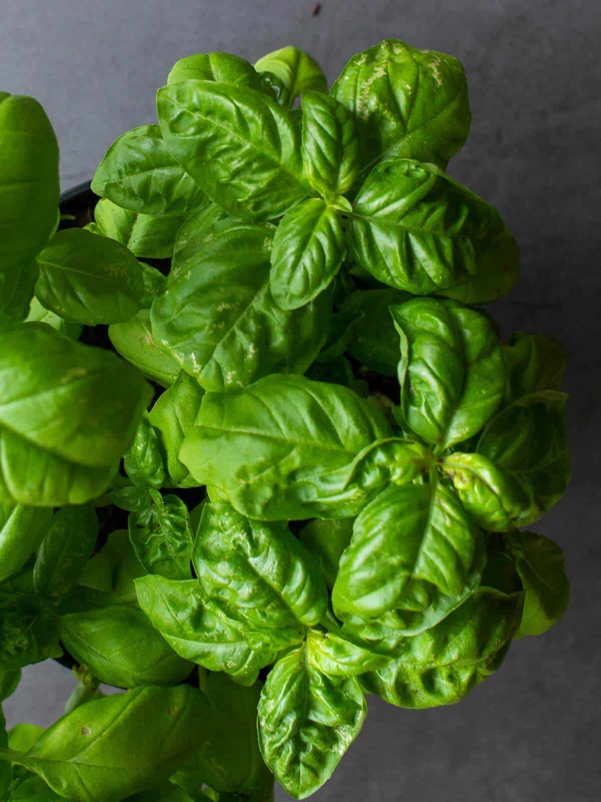 Fresh Basil Plant