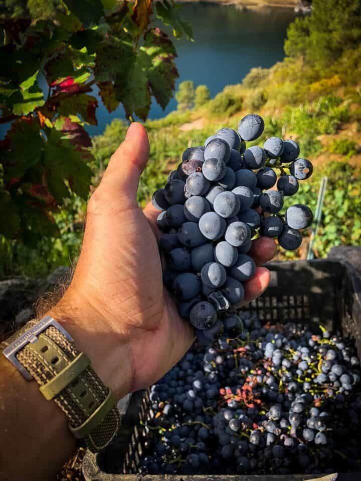 harvesting grapes for wine