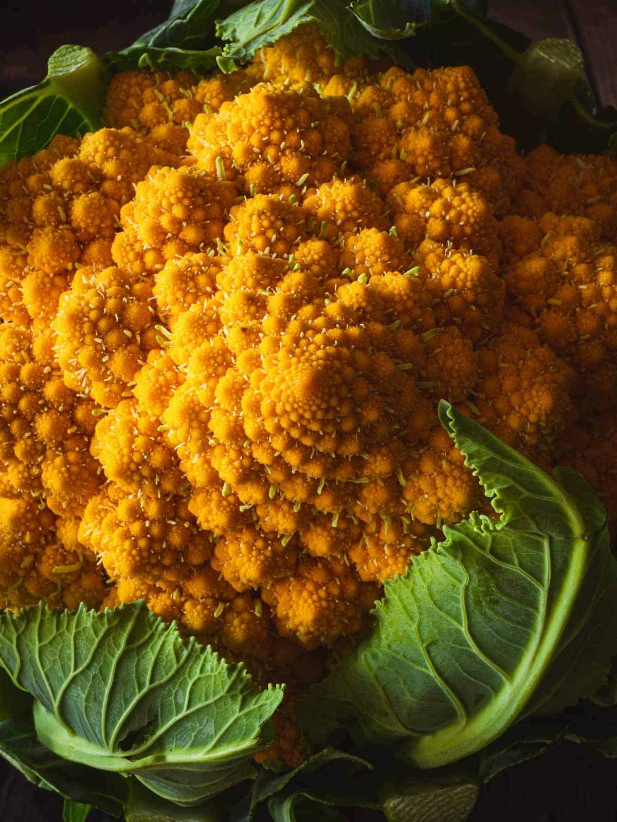 orange romanesco cauliflower fractals