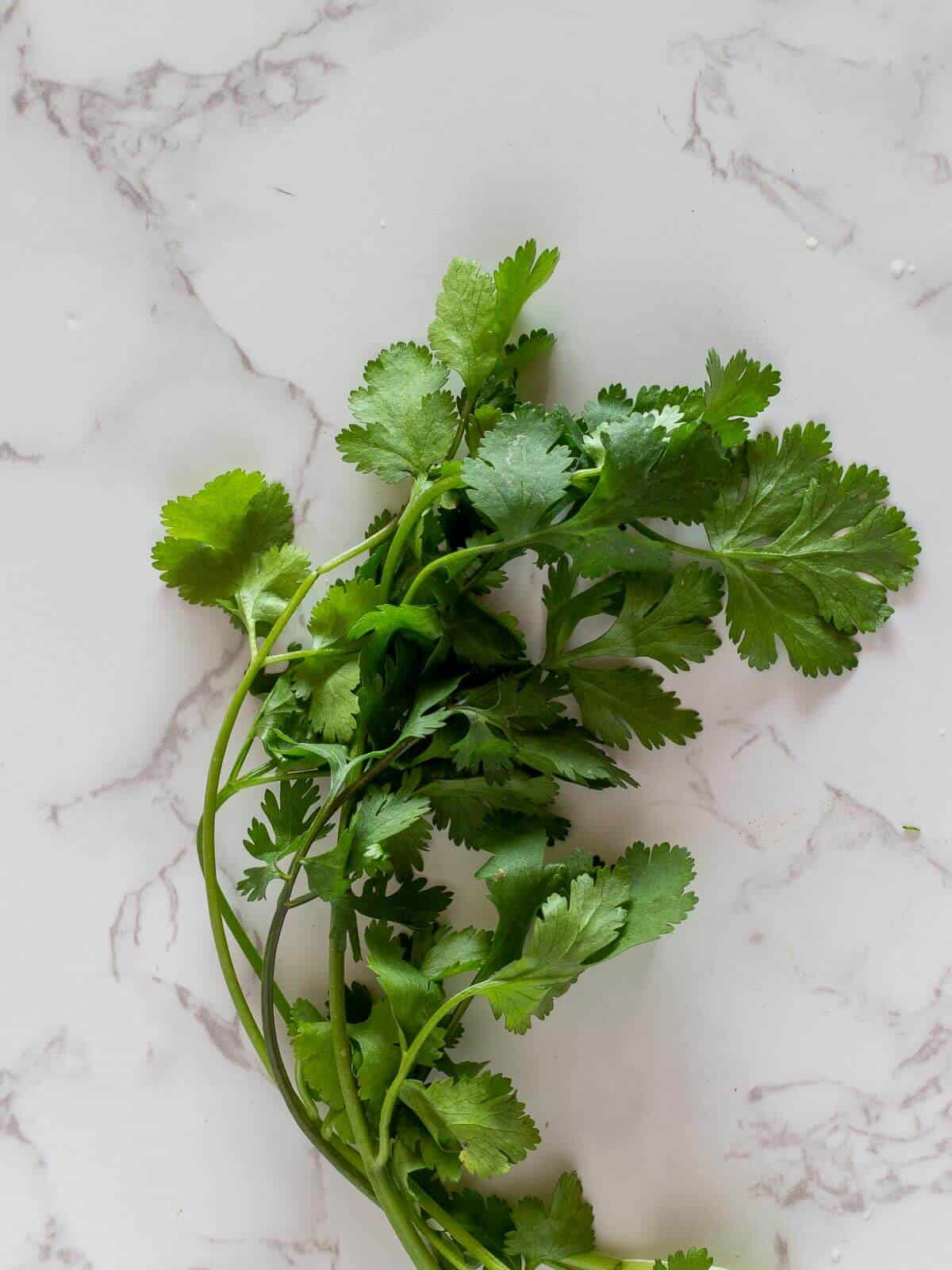 Coriander