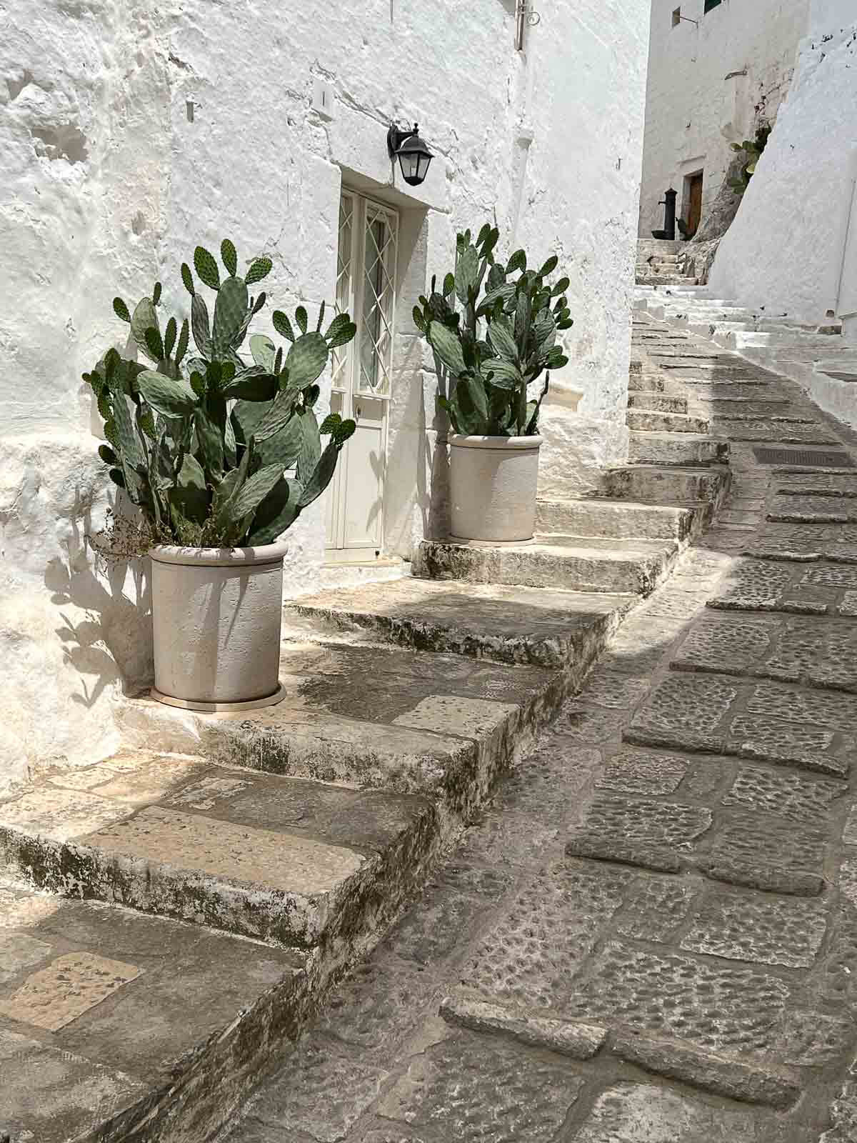 streets with cactus in ostuni