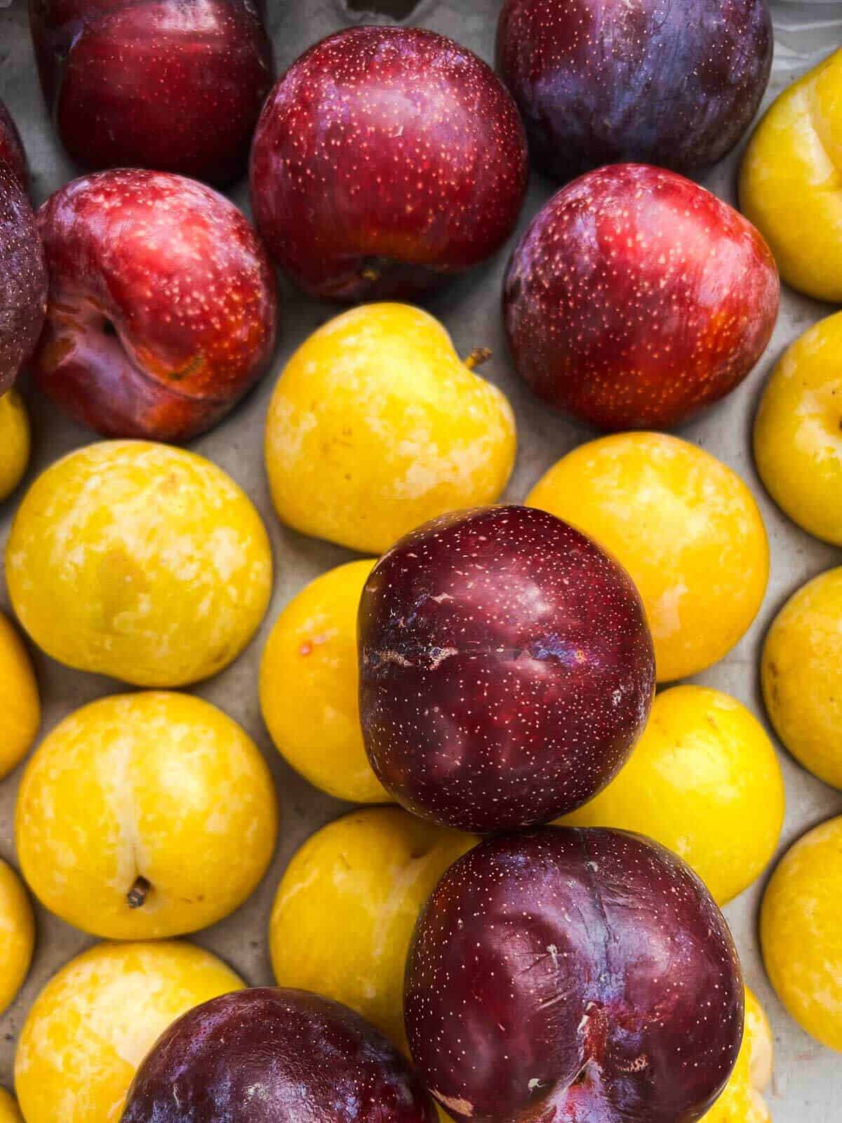 multicolor plums in farmers market.