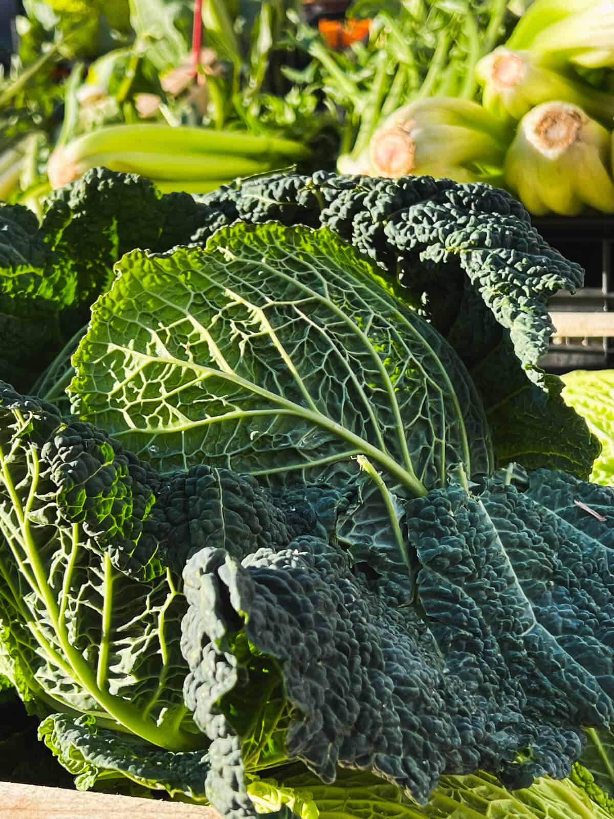 savoy cabbage anf leafy greens.